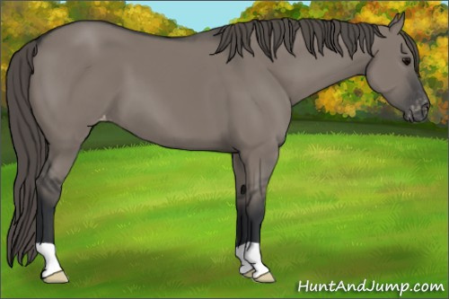 Horse Color:Grullo Appaloosa 