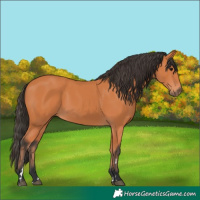 Horse Color:Bay 