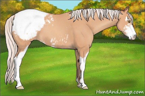 Horse Color:Silver Amber Champagne Sabino Appaloosa 