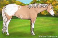 Horse Color:Silver Amber Champagne Sabino Appaloosa