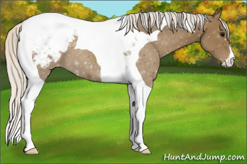 Horse Color:Silver Smoky Black Tobiano Appaloosa 