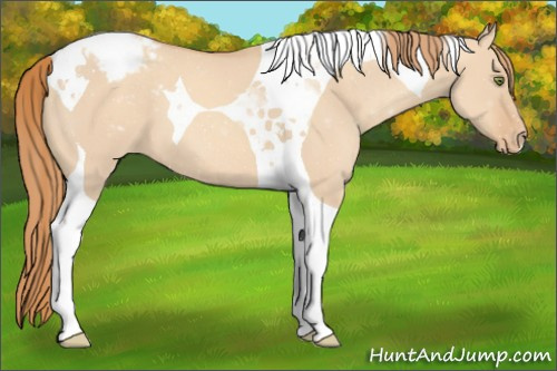 Horse Color:Gold Champagne Dun Tobiano Appaloosa 