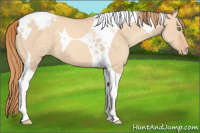 Horse Color:Gold Champagne Dun Tobiano Appaloosa 
