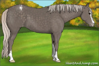 Horse Color:Silver Black Sabino Appaloosa 