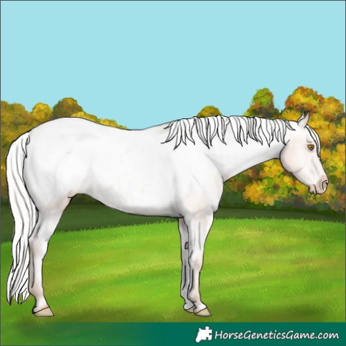Horse Color:Silver Classic Champagne Appaloosa 