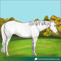 Horse Color:Silver Classic Champagne Appaloosa