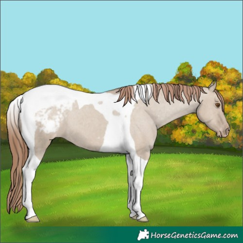 Horse Color:Classic Champagne Dun Tobiano Varnish