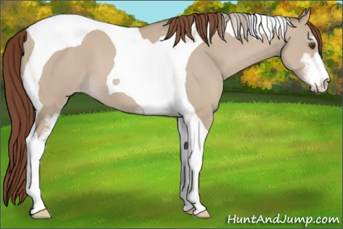 Horse Color:Classic Champagne Dun Sabino Tobiano Appaloosa 