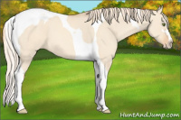 Horse Color:Gold Champagne Dun Sabino Tobiano Varnish 