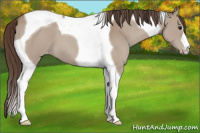 Horse Color:Classic Champagne Tobiano Appaloosa 