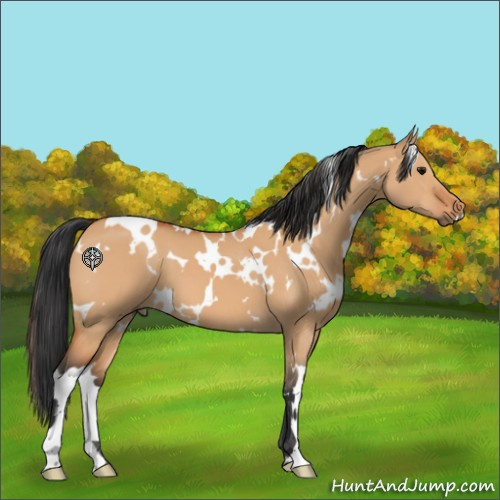 Horse Color:White Spotted Bay Dun 