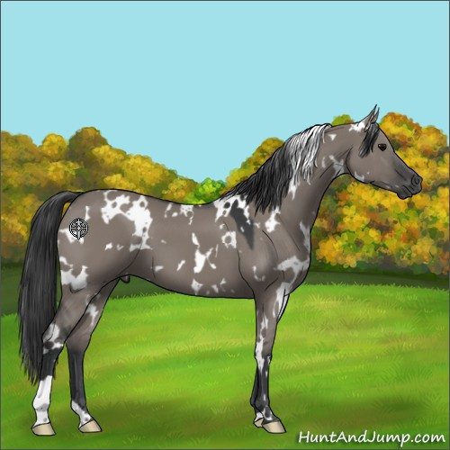 Horse Color:White Spotted Grullo 