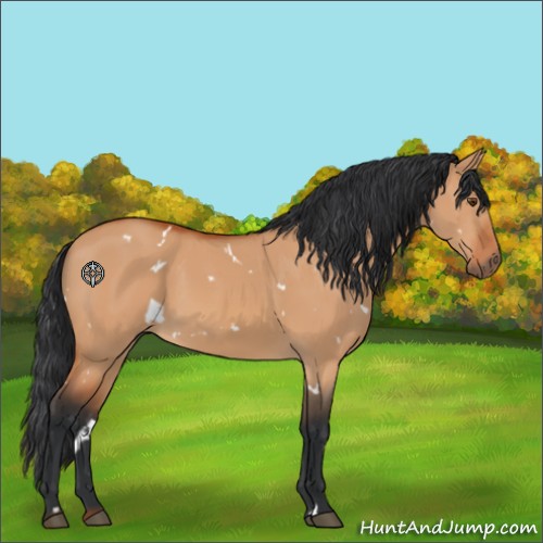 Horse Color:White Spotted Bay Dun 