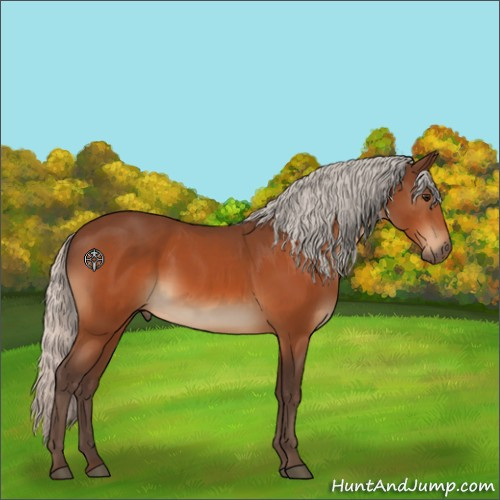 Horse Color:Silver Bay 