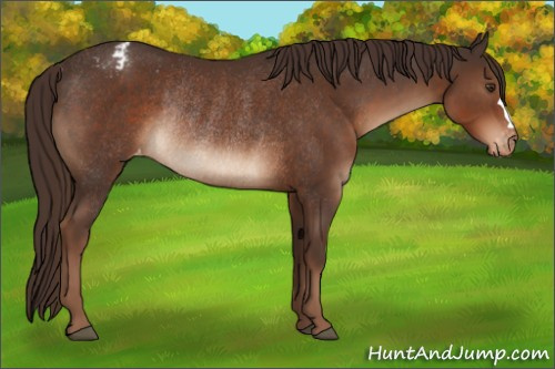Horse Color:Liver Chestnut Appaloosa Rabicano 
