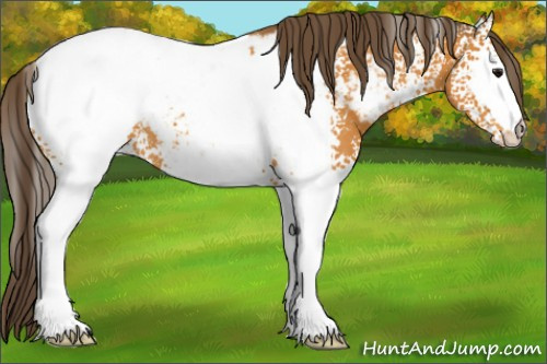 Horse Color:White Spotted Buckskin Appaloosa 
