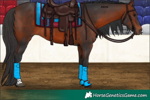 Horse Color:Bay Tobiano 