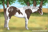 Horse Color:White Spotted Liver Chestnut Tobiano Frame 