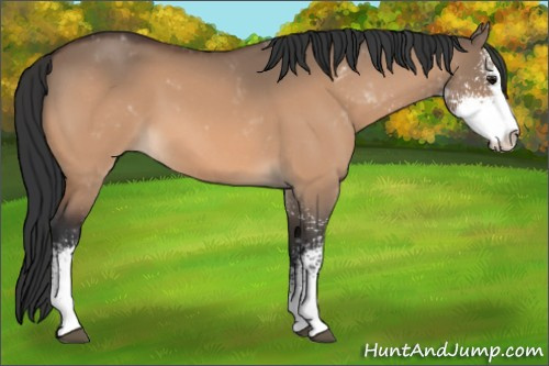 Horse Color:Bay Dun Sabino 