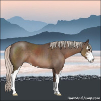 Horse Color:Silver Black Sabino 