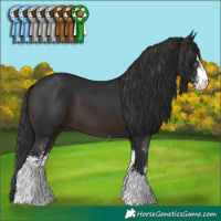 Horse Color:Brown Sabino