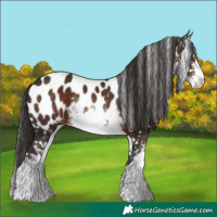 Horse Color:White Spotted Liver Chestnut Appaloosa 