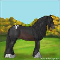 Horse Color:Brown Appaloosa 