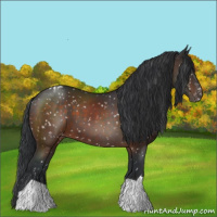 Horse Color:Brown Appaloosa