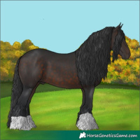 Horse Color:Brown 