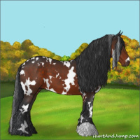 Horse Color:White Spotted Brown 