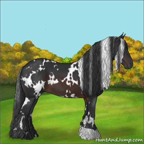 Horse Color:White Spotted Brown