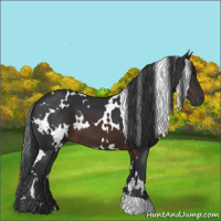 Horse Color:White Spotted Brown 