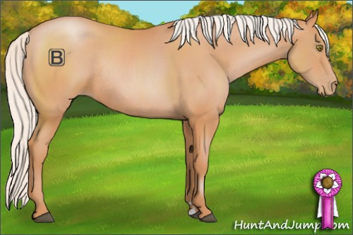 Horse Color:Silver Bay Pearl Sabino Rabicano 