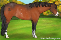 Horse Color:Bay Sabino Rabicano 