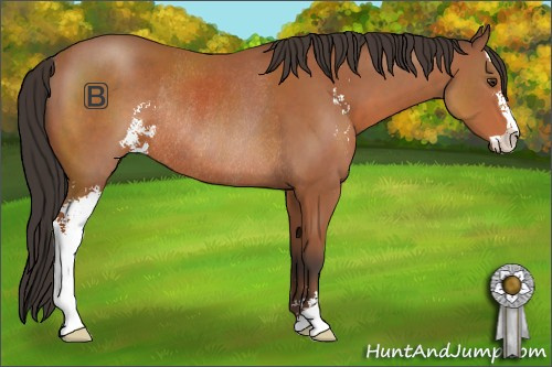 Horse Color:Bay Sabino Rabicano 