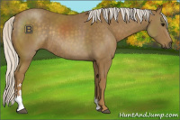 Horse Color:Silver Smoky Black Sabino Rabicano 