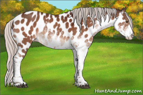 Horse Color:Silver Brown Sabino Appaloosa 