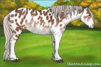 Horse Color:Silver Brown Sabino Appaloosa 