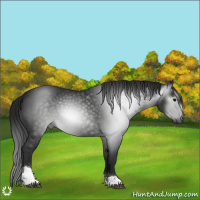 Horse Color:Gray Black Tobiano 