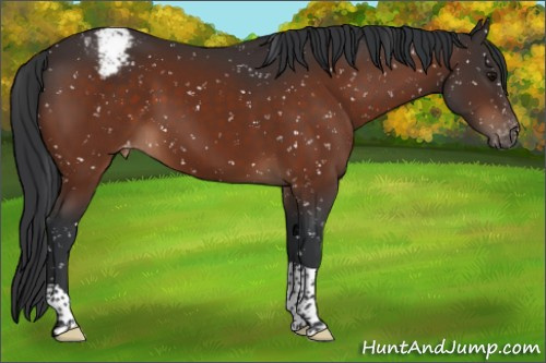 Horse Color:Bay Tobiano Snowflake Varnish