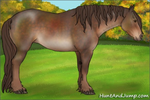 Horse Color:Liver Chestnut 