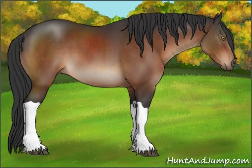 Horse Color:Brown 
