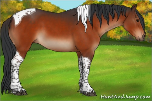 Horse Color:Bay Tobiano 