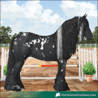 Horse Color:White Spotted Black 
