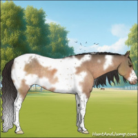 Horse Color:Brown Dun Tobiano Frame Varnish Rabicano 