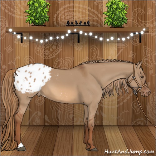 Horse Color:Red Dun Appaloosa 