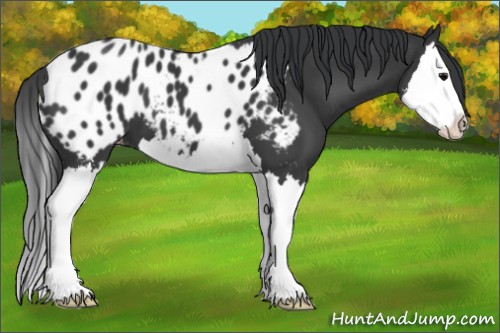 Horse Color:Black Sabino Splash Appaloosa
