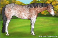 Horse Color:White Spotted Bay Rabicano 