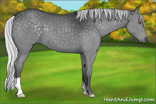 Horse Color:Silver Black Chinchilla 