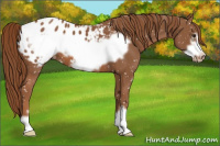 Horse Color:Chestnut Frame Appaloosa 